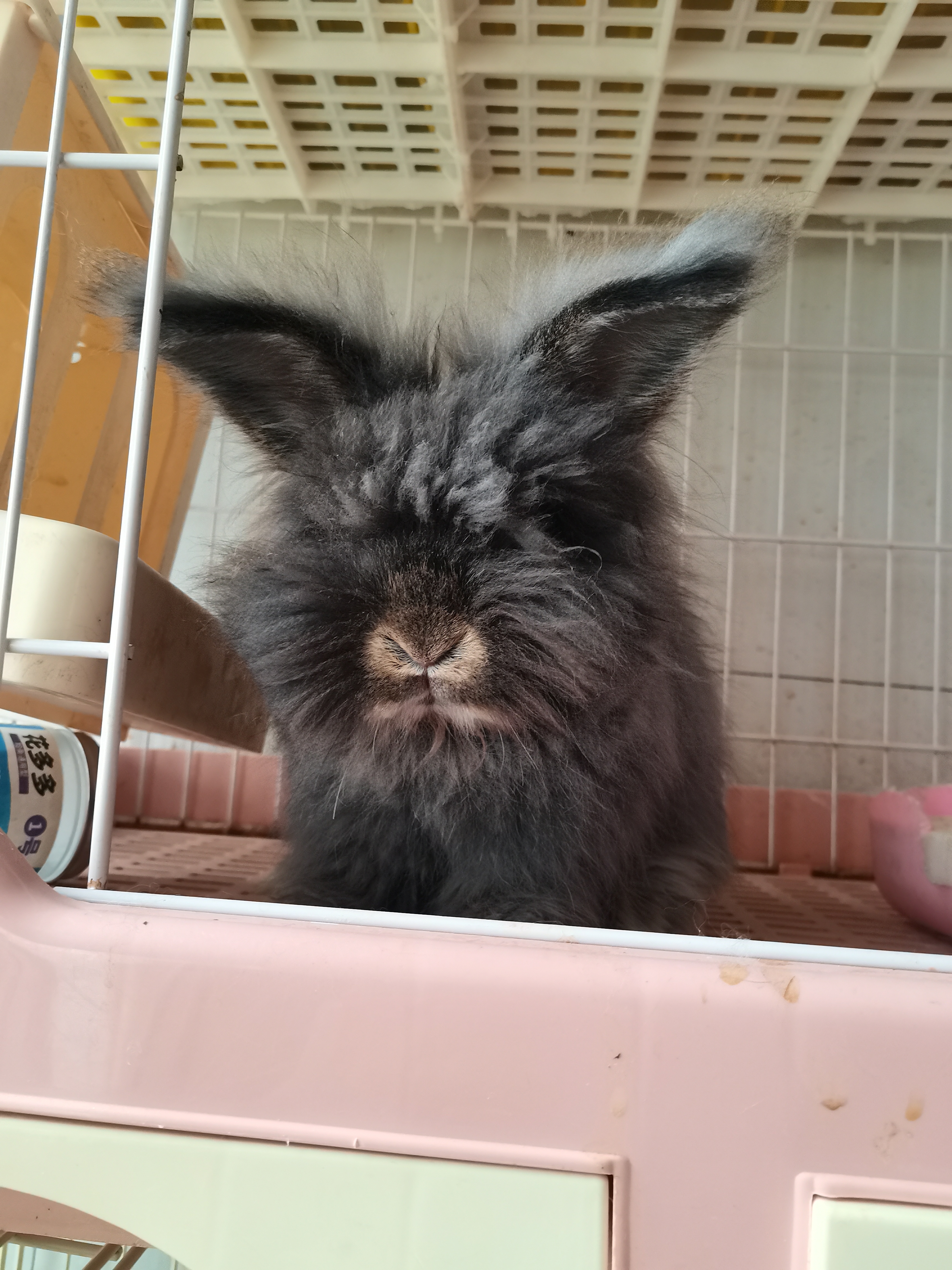 熊脸宠物狮子兔性格超级好，喜欢的不要错过